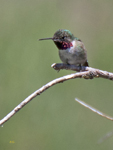 Broad tailed Hummingbird 0512